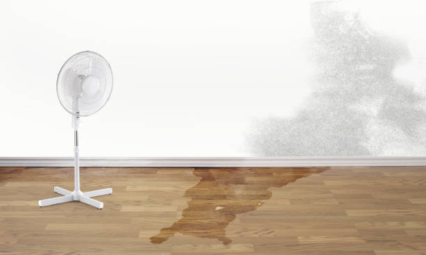 Best Professional water damage repair  in West Pasco, WA